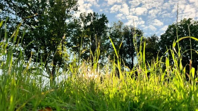 Low angle tracking shot moving forward through green grass blades as golden sun flare peeks through trees under a cloudy sky. Summer motion concept.