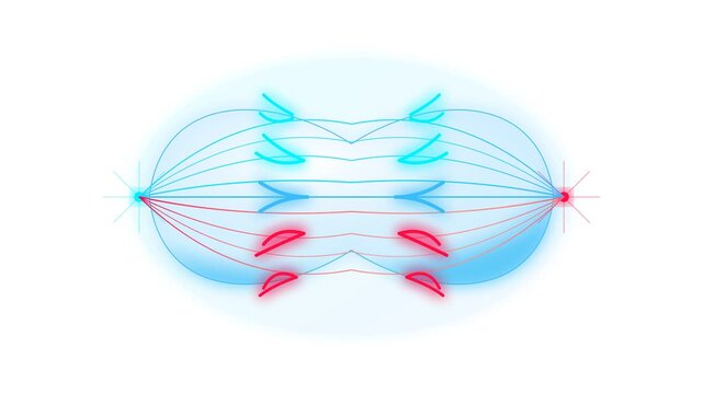 Educational Illustration of Mitotic Anaphase Showing Sister Chromatids Being Pulled Apart by Spindle Fibers in Cell Division