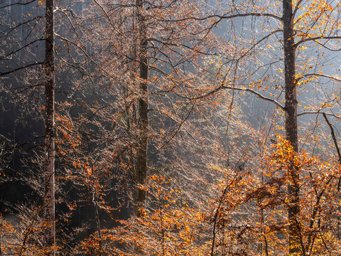 Autumn deciduous forest trees showcasing golden foliage backlit by bright sunlight and soft mountain mist, an iconic nature tourism destination, the region of Julian Alps, Tarvisio, Friuli, Italy.