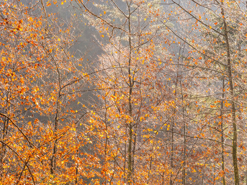 Golden autumn leaves on forest trees glow in warm sunlight, creating a serene nature tourism landscape for seasonal exploration in the vast wilderness of Julian Alps, Tarvisio, Friuli, Italy.