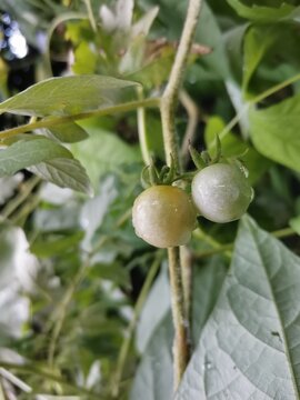 raw tomatoes and raindrops on leaves background
