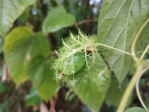 baby passion fruit with raindrops on tree blur background