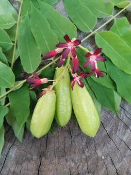Bilimbi fruit and blossom flower on leaves background
