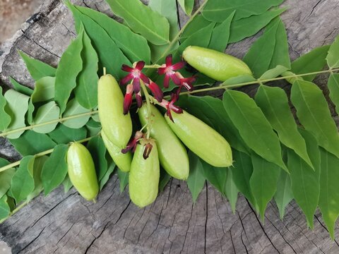 Bilimbi fruit and flower on leaves background