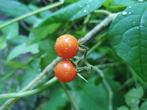 fresh tomato produce on tree background