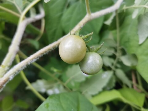 green organic tomato produce in garden