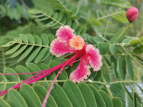 pink Fabaceae flower with rain drops on tree background