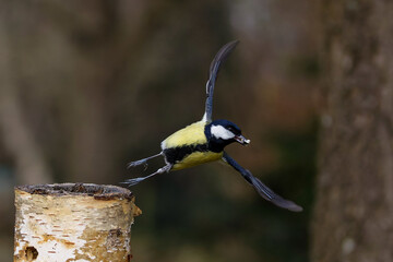 Kohlmeise (parus major) © Rolf Müller