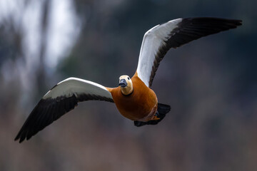 Rostgans  (Tadorna ferruginea) © Rolf Müller