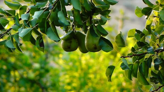 Fresh green pears hanging on a tree branch surrounded by lush leaves against a blurred background