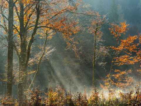 Autumn forest landscape with bright golden light rays filtering through morning fog, capturing peaceful nature tourism and outdoor exploration in the Julian Alps, Tarvisio, Friuli, Italy.