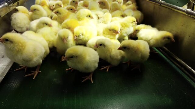 Close-up of newly hatched yellow chicks moving along a conveyor belt inside a modern commercial hatchery. The chicks are being transported through the hatchery process before health inspection, sortin