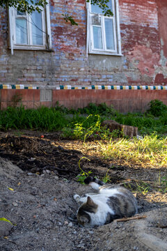 Domestic cat Felis catus resting on ground near vintage brick building outdoor photograph