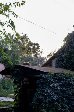Tabby domestic cat Felis catus resting on roof above green foliage outdoors photograph