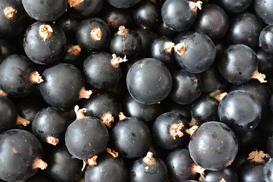 Fresh Ripe Blackcurrants Clustered Together, high angle view, macro