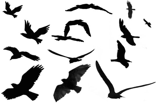 Black bird silhouettes in flight, flying flock of crows and ravens, dark avian shapes isolated on white background for graphic design
