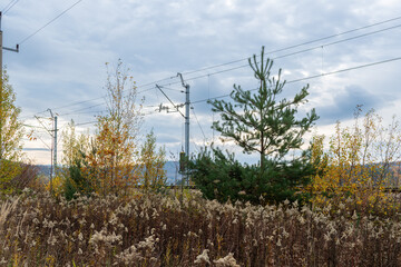 Obraz premium Railway catenary poles and overhead electrical wires cross a rural corridor surrounded by young Scots pine, Pinus sylvestris, birch and dried autumn vegetation. Useful commercial image for railway ele