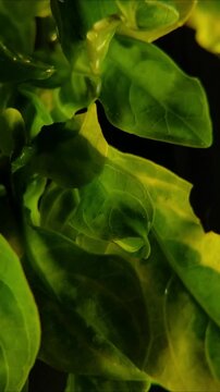 Detailed rain water drop on wavy two tone variegated euonymus plant Vertical Video 24fps