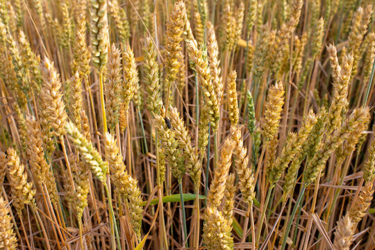 Close view of mature common wheat, Triticum aestivum, with dense golden grain ears ready for harvest. Detailed cereal crop image suitable for agriculture, grain production, food supply, farming, harve