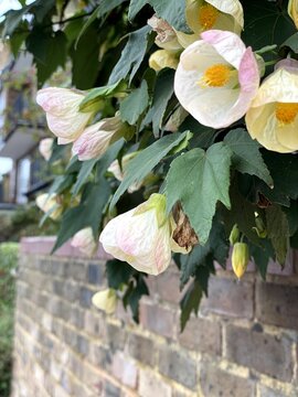 White abutilon flowers over an old brick wall