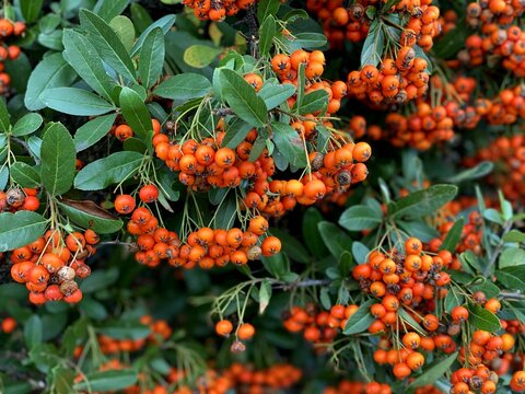 Bright orange pyracantha berries on an autumn bush