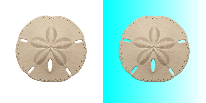 Natural sand dollar sea shell isolated on transparent background