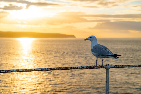 Herring gull perched on a seaside railing against the golden evening light over the North Sea in Whitby, North Yorkshire.