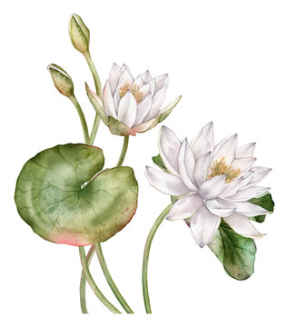 Watercolor illustration with delicate White Water Lilies with soft pink-tipped petals, budding flowers, and large, rounded green lily pads. Hand drawn illustration chinese water lily or lotus