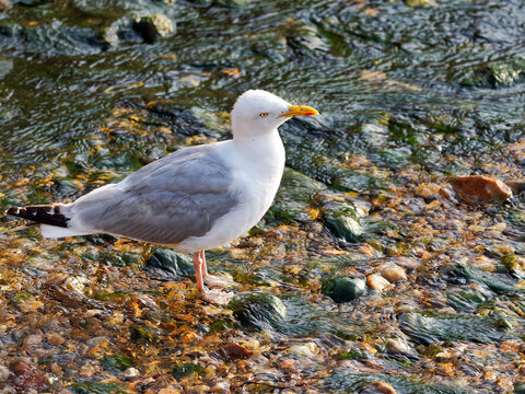 Herring Gull at the Mouth of the River Lim at Lyme Regis Dorset