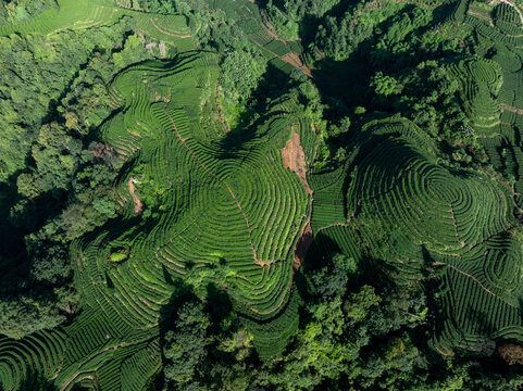 Aerial view of beautiful tea crop terrace landscape in China
