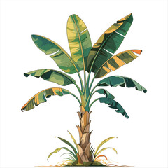 Obraz premium Tropical Banana Tree Illustration, Exotic Banana Plant with Large Green Leaves and Natural Trunk Isolated on White Background