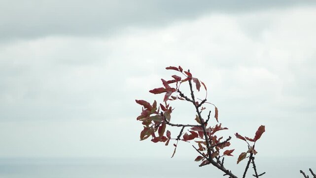 Leaves, branch, overcast background featuring reddish foliage swaying gently against a bright gray sky in a minimalist outdoor scene.