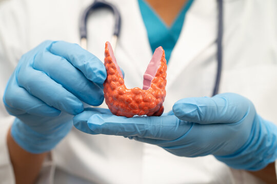 Hyperthyroidism, Overactive Thyroid, Thyroid Lymphoma, Asian doctor with thyroid gland human anatomy model in hospital.