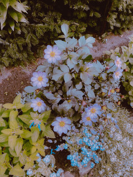 autumn flowers in the garden
