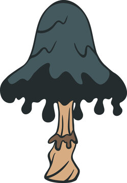 shaggy inkcap mushroom