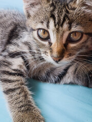 Close-Up Front Portrait of Curious Grey Tabby Kitten © andrey