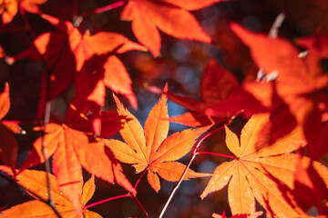 Fototapeta premium Beautiful autumn maple tree leaves with orange and red foliage against blue sky.