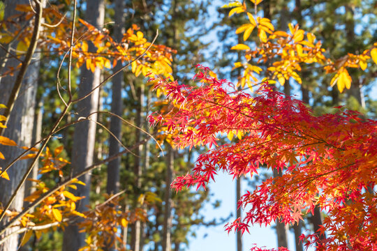 Beautiful autumn maple tree leaves with orange and red foliage against blue sky.