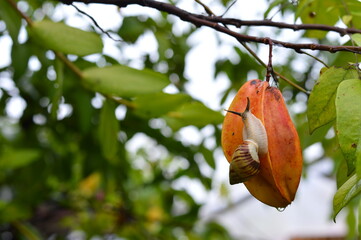 Close up of a large land snail on a ripe star fruit hanging from a tropical tree branch. Green foliage bokeh background. © ahmadyahdi