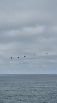 Migrating cormorants fly in formation over the Pacific Ocean under a cloudy sky. Pan shot following the wildlife across the coastal horizon.
