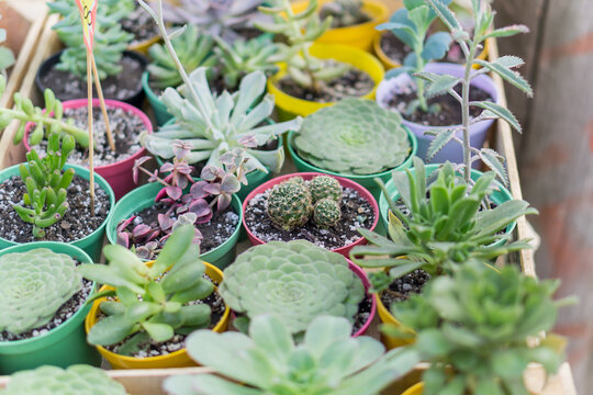 Diverse Collection of Potted Succulents and Cacti