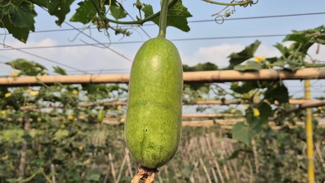 Fresh Ash Gourd Hanging on Bamboo Trellis with Sunlight Reflection Video
