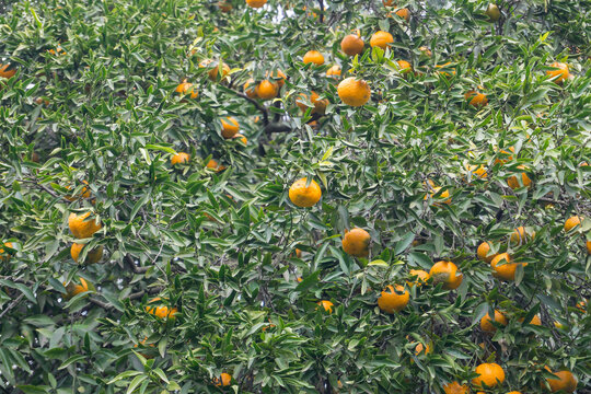 Wild Mandarin Orange Tree with Abundant Fruit