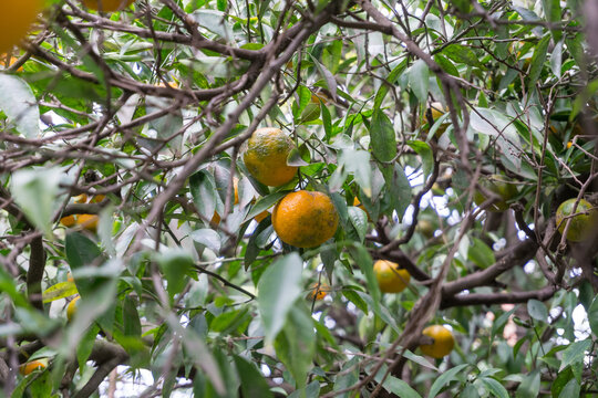 Mandarins Growing Among Dense Citrus Foliage