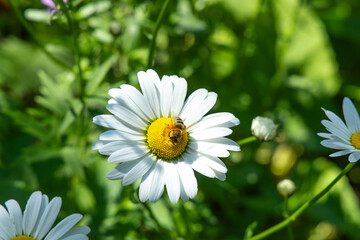 Fototapeta premium Bee collects pollen from a white flower in a garden during a sunny day in springtime