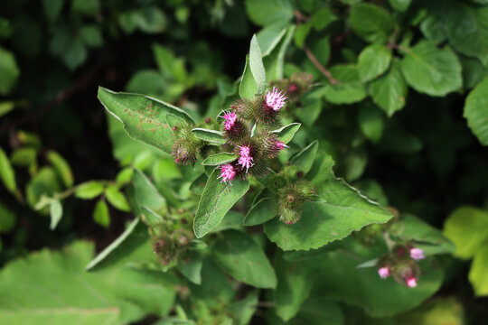 Purple Flowers of common burdock in the meadow. Arctium minus