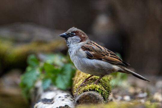 Haussperling (Passer domesticus) M&auml;nnchen