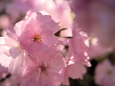 晴れた4月に美しく咲いたピンク色の桜の花「紅豊（ベニユタカ）」