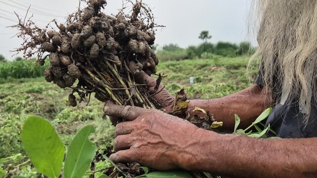 Farmer Holding Freshly Harvested Groundnut Bunch Raw Peanut Harvest Video