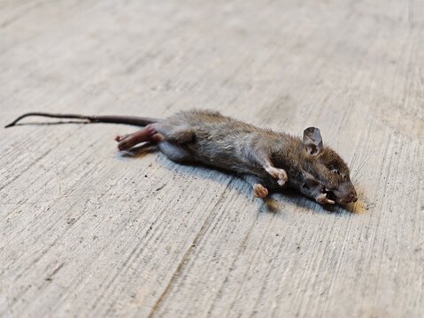 Dead rodent pest lying on concrete floor
High angle close-up shot of a dead brown rat lying on a rough concrete floor, symbolizing rodent extermination, pest control, and urban hygiene hazards.